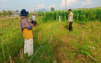 Bhabinkamtibmas Labuapi Aktif Dorong Ketahanan Pangan di Desa Karang Bongkot
