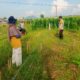 Bhabinkamtibmas Dorong Ketahanan Pangan di Lombok Barat