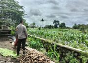 Bhabinkamtibmas Labuapi Aktif Dorong Ketahanan Pangan di Tingkat Petani