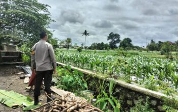 Bhabinkamtibmas Labuapi Aktif Dorong Ketahanan Pangan di Tingkat Petani