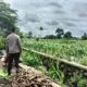 Sinergi Polri dan Petani Labuapi Wujudkan Ketahanan Pangan Desa