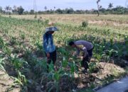 Bhabinkamtibmas Labuapi Dampingi Petani, Gencarkan Program Ketahanan Pangan di Bagik Polak Barat