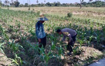 Bhabinkamtibmas Labuapi Dampingi Petani, Gencarkan Program Ketahanan Pangan di Bagik Polak Barat