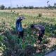 Bhabinkamtibmas Dukung Ketahanan Pangan Melalui Pendampingan Petani Desa