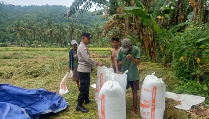Bhabinkamtibmas Lombok Barat Aktif Kawal Panen Padi, Dukung Ketahanan Pangan