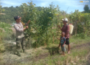 Bhabinkamtibmas Polsek Rhee Motivasi Warga Tingkatkan Ketahanan Pangan Melalui Tanaman Holtikultura dan Herbal