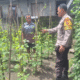 Guna Mendukung Ketahanan Pangan, Bhabinkamtibmas Ikut Bantu Serta Motivasi Warga Buat Kebun Sayur di Rhee