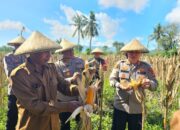 Kapolres Lombok Barat Hadiri Panen Raya Jagung, Sinergi Polri dan Petani Jaga Ketahanan Pangan