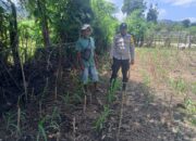 Polsek Dompu Kembali Tunjukkan Komitmen: Pantau Lahan Jagung Warga untuk Dukung Ketahanan Pangan Nasional
