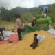 Dukung Ketahanan Pangan, Bhabinkamtibmas Desa Ranggo Pantau Penggilingan Jagung Petani
