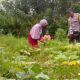 Optimalkan Lahan Kosong, Petani Kareke Dukung Ketahanan Pangan Menuju Indonesia Emas 2025