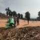 Bhabinkamtibmas Simpasai Pantau Panen Jagung Dukung Ketahanan Pangan Nasional