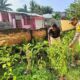 Optimalisasi Pekarangan, Bhabinkamtibmas Nowa Pantau Pengolahan Lahan Sayur Warga