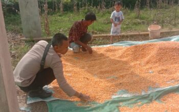 Panen Jagung di Desa Rababaka, Wujud Nyata Dukung Ketahanan Pangan Nasional 2025