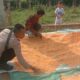 Panen Jagung di Desa Rababaka, Wujud Nyata Dukung Ketahanan Pangan Nasional 2025