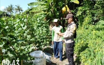 Bhabinkamtibmas Pantau Panen Mentimun, Dukung Ketahanan Pangan di Karang Dima