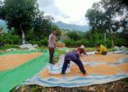 Bhabinkamtibmas Desa Woko Polsek Pajo Pantau Panen Jagung dalam Mendukung Program Ketahanan Pangan Nasional Menuju Indonesia Emas 2045