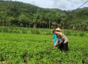 Optimalisasi Pekarangan: Peran Aktif Bhabinkamtibmas