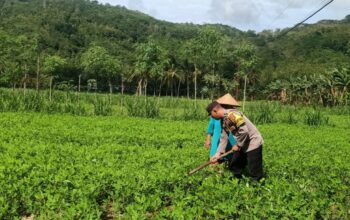 Optimalisasi Pekarangan: Peran Aktif Bhabinkamtibmas
