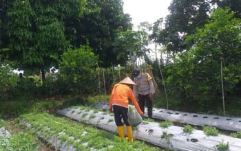 Bhabinkamtibmas Desa Jagaraga Ajarkan Warga Pemanfaatan Lahan untuk Ketahanan Pangan