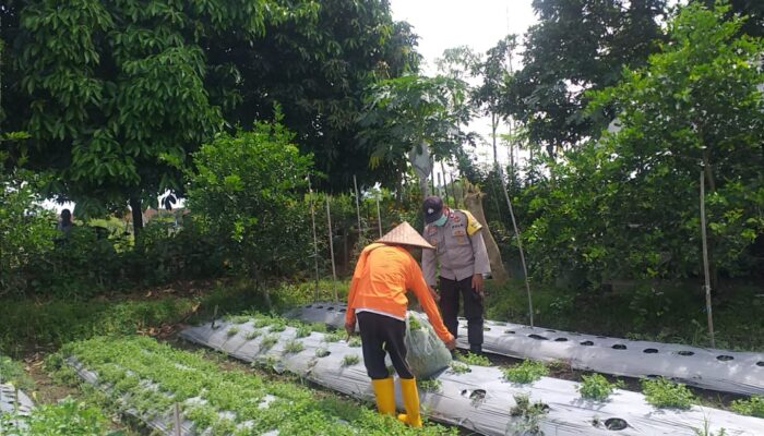 Polri Dorong Ketahanan Pangan Lewat Pemanfaatan Lahan Produktif di Desa Jagaraga