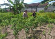 Ketahanan Pangan Keluarga: Upaya Nyata dari Desa Jagaraga