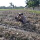 Bhabinkamtibmas Kuripan Dukung Ketahanan Pangan Lewat Pemanfaatan Pekarangan