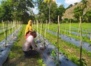 Bhabinkamtibmas Dukung Ketahanan Pangan Lewat DDS di Lahan Cabai Warga