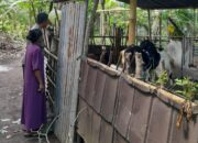 Sinergi Polri dan Warga Wujudkan Ketahanan Pangan di Lombok Barat