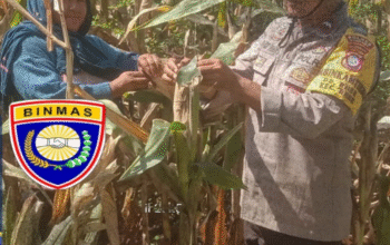 Dukung Ketahanan Pangan Nasional, Bhabinkamtibmas Pantau Tanaman Jagung Warga di Rhee.
