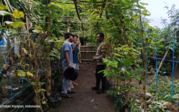 Lombok Barat, NTB – Kepolisian Sektor Kuripan, melalui personel Bhabinkamtibmasnya, terus menunjukkan komitmen dalam mendekatkan diri dengan masyarakat sekaligus mendukung program-program strategis pemerintah hingga ke tingkat akar rumput. Salah satu wujud nyata dari upaya ini terlihat pada Rabu (14/05/2025), ketika Bhabinkamtibmas Desa Kuripan Utara melaksanakan kunjungan dan silaturahmi di Dusun Pesongoran. Fokus utama kunjungan kali ini adalah menyambangi Komunitas Pemuda Peduli Lingkungan yang berlokasi di dusun tersebut. Pertemuan yang berlangsung santai namun penuh makna ini dimulai sekitar pukul 09.30 WITA dan dihadiri oleh sejumlah perwakilan pemuda anggota komunitas. Meningkatkan Sinergi dan Kesadaran Pangan Lokal Kegiatan yang diinisiasi oleh Bhabinkamtibmas Desa Kuripan Utara ini bertujuan ganda: pertama, mempererat jalinan silaturahmi dan komunikasi yang sudah terjalin baik antara pihak kepolisian dengan warga binaan, khususnya komunitas pemuda. Kedua, dan tak kalah pentingnya, adalah mensosialisasikan serta mendorong partisipasi aktif komunitas dalam program ketahanan pangan nasional, dengan fokus pada skala rumah tangga dan komunitas. Di tengah tantangan global terkait ketersediaan pangan, inisiatif di tingkat lokal seperti yang digaungkan oleh Bhabinkamtibmas ini menjadi sangat relevan. Konsep ketahanan pangan yang disampaikan merujuk pada kemandirian dalam memenuhi kebutuhan pangan keluarga atau komunitas, salah satunya melalui pemanfaatan lahan pekarangan kosong yang kerap kali belum termanfaatkan secara optimal. Pentingnya Peran Pemuda dan Pemanfaatan Pekarangan Memilih Komunitas Pemuda Peduli Lingkungan sebagai sasaran sosialisasi bukanlah tanpa alasan. Kaum muda memiliki energi, kreativitas, dan potensi besar sebagai agen perubahan di masyarakat. Keterlibatan mereka dalam program ketahanan pangan diharapkan dapat menjadi penggerak dan contoh bagi warga lainnya, sekaligus menumbuhkan kesadaran akan pentingnya kemandirian pangan dari usia dini. Dalam dialog yang interaktif, Bhabinkamtibmas menjelaskan betapa mudahnya memulai program ketahanan pangan mandiri. Dengan menanam sayuran atau tanaman pangan lainnya di pekarangan kosong, warga dapat menghasilkan sumber pangan yang sehat, segar, dan tentunya menghemat biaya belanja. Selain itu, kegiatan berkebun juga bisa menjadi hobi positif yang produktif bagi para pemuda. Berbagai jenis sayuran yang cocok ditanam di pekarangan, seperti cabai, tomat, terong, bayam, atau kangkung, dibahas sebagai contoh konkret. Dukungan Penuh dari Pihak Kepolisian Sektor Kuripan Menanggapi kegiatan positif ini, Kapolres Lombok Barat, Polda NTB, AKBP Yasmara Harahap, S.I.K., melalui Kapolsek Kuripan, Polres Lombok Barat, Ipda I Wayan Eka Ariyana, S.H., menyampaikan apresiasinya. Menekankan bahwa kegiatan seperti ini merupakan bagian integral dari tugas kepolisian, khususnya Bhabinkamtibmas, dalam melakukan pembinaan masyarakat. "Kegiatan ini sangat positif. Kami dari Kepolisian, khususnya Bhabinkamtibmas, memiliki peran strategis dalam membina masyarakat hingga ke tingkat dusun. Program ketahanan pangan ini bukan hanya soal menanam, tapi juga membangun kemandirian masyarakat," ujar Ipda I Wayan Eka Ariyana. Kapolsek menambahkan, bahwa mengapresiasi partisipasi aktif komunitas pemuda di Kuripan Utara ini. “Mereka adalah aset penting dalam mewujudkan lingkungan yang lestari sekaligus mendukung ketahanan pangan lokal. Sinergi antara Polri dan masyarakat, terutama generasi muda, sangat krusial untuk menjaga stabilitas dan kesejahteraan,” ujarnya.