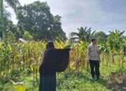 Bhabinkamtibmas Dukung Ketahanan Pangan di Lahan Jagung Lombok Barat