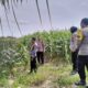 Polres Lombok Barat Tinjau Persiapan Panen Raya Jagung Tahap Kedua