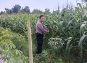 Silaturahmi Kamtibmas dan Pangan: Peran Polisi di Desa