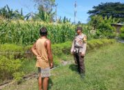 Dukung Program Asta Cita Swasembada Pangan, Bhabinkamtibmas Desa Maluk Lakukan Monitoring Lahan Jagung Warga
