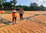 Bhabinkamtibmas Desa Marada Pantau Kegiatan Panen Warga, Dukung Program Ketahanan Pangan Nasional