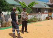 Bhabinkamtibmas Desa Daha Pantau Penjemuran Jagung Warga, Dukung Ketahanan Pangan Menuju Indonesia Emas 2045