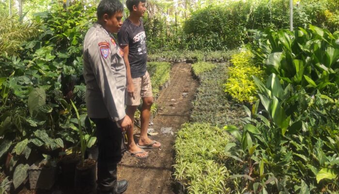 Banyumulek Barat Dorong Kemandirian Pangan Lewat Pekarangan Rumah