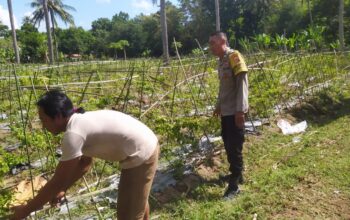 Bhabinkamtibmas Batu Putih Dukung Petani Cabai di Sekotong