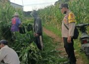 Bhabinkamtibmas Dampingi Panen Jagung di Ombe Baru Dukung Swasembada Pangan