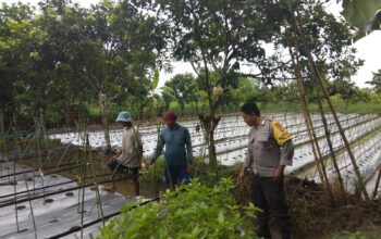 Bhabinkamtibmas Desa Kediri Dukung Ketahanan Pangan Lewat Sambang Petani