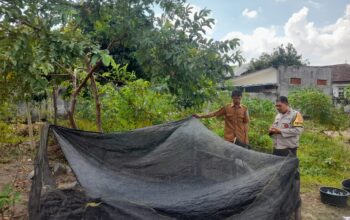Bhabinkamtibmas Gelogor Dorong Warga Tanam Pangan di Halaman Rumah