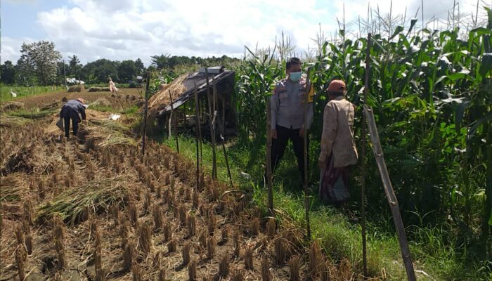 Polisi Dorong Ketahanan Pangan Desa Melalui Lahan Produktif