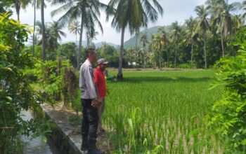 Bhabinkamtibmas Sekotong Dukung Swasembada Pangan di Batu Putih