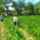 Bhabinkamtibmas Dorong Budidaya Jagung di Sekotong