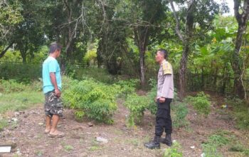 Dukung Ketahanan Pangan, Polisi Edukasi Warga Sekotong Tanam Cabai