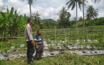 Dukung Ketahanan Pangan, Polri Aktif di Desa Batu Putih