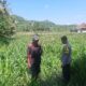 Bhabinkamtibmas Dukung Petani Jagung di Sekotong Timur