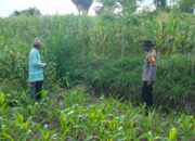 Polres Lombok Tengah Tinjau Lahan Jagung Warga, Optimalkan Pemupukan untuk Ketahanan Pangan Nasional.
