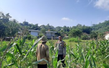 Kunjungan Humanis Bhabinkamtibmas ke Petani Jagung di Sekotong Timur